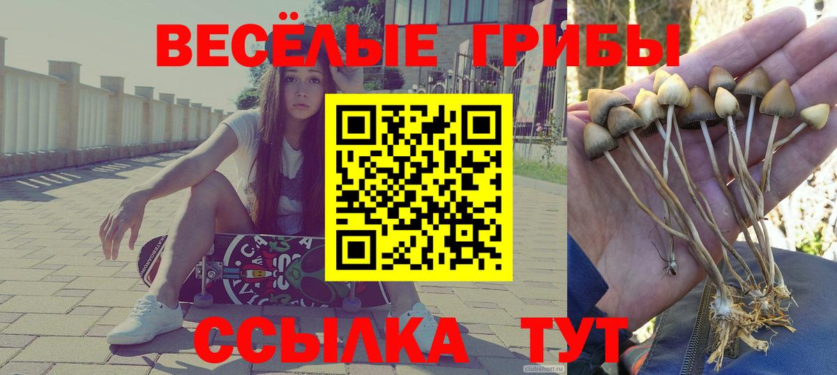 Псилоцибиновые грибы Psilocybine cubensis Луховицы